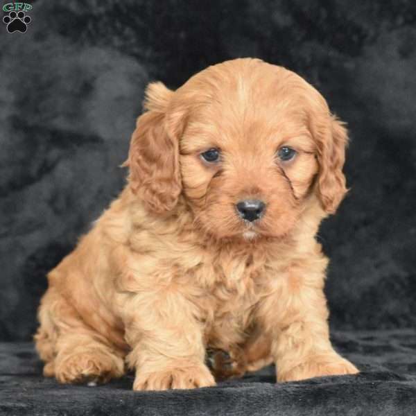 Rascal, Cavapoo Puppy